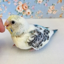 超美🫧最高の色合いです🫶🏻手乗りセキセイインコ(クリームハルクイン)🕊✨