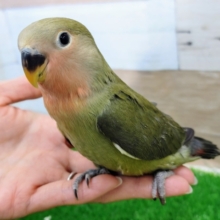 画像更新☆実は甘えん坊？❤コザクラインコ(オリーブ)入荷しました❤