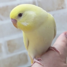 🌟最新画像🌟 とろける色合い～✨ セキセイインコ(クリームルチノー)