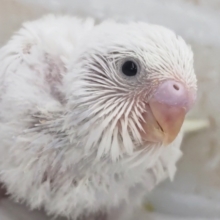 白のかわいい子～☃️ セキセイインコ(白ダブルファクター)