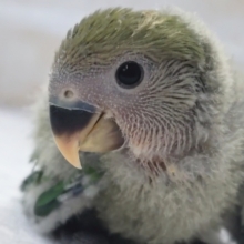 成長楽しみわたわたわた～☁ コザクラインコ