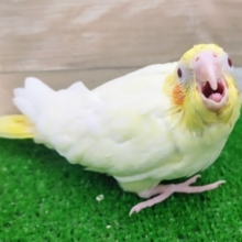 赤目がキラキラ✨オカメインコのヒナ(ルチノー)入荷しました❤
