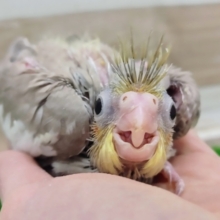 シナモンファン必見✨オカメインコのヒナ(シナモン)入荷しました❤