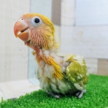 元気いっぱい✨ヤマブキボタンインコのヒナ入荷しました❤