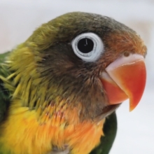 目を引く緑とオレンジ～🍀🍊 キエリボタンインコ