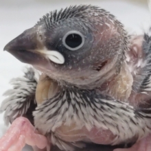 ギラっと輝くシルバー✨ シルバー文鳥🐣