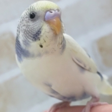 🌟最新画像🌟 魅力いっぱい～✨ セキセイインコ(4色ハルクイン)
