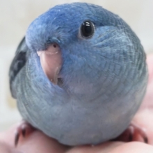 🌟最新画像🌟 キラッとコバルト輝く～💙 サザナミインコ(コバルト)