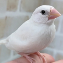 🌟最新画像🌟 天使さん降臨～👼 白文鳥🐣