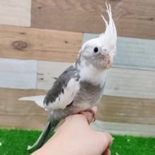 最新画像更新❤お顔白いよ✨オカメインコのヒナ(ホワイトフェイスパイド)入荷しました❤