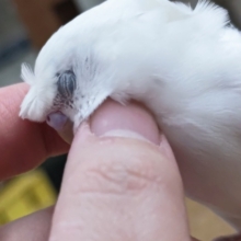 🌟最新画像🌟 魅惑のくるくるくるくる～🌀 羽衣セキセイインコ(ダブルファクター)