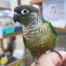 🌟最新画像🌟 肩の上大好きのツンデレさん～🦜 ホオミドリウロコインコ(ノーマル)