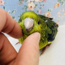 ｶｷｶｷ大~好き💚深い色味🫒✨手乗りサザナミインコ(オリーブ)さん🪶✨