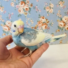 柔らかレインボー🫧手乗りセキセイインコ(レインボーパイド)🕊✨