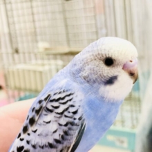 【最新画像更新☆☆】この青こそ！！セキセイインコ。。。　