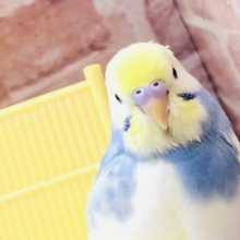【最新画像更新☆☆】ほわほわワタワタ丸がやってきました～　セキセイインコ