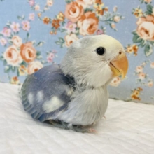 激かわ❤︎綿綿ベイビーコザっち🌟素敵なパイドカラーです🕊✨🫧