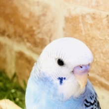 美カラーパイドさんがやってきました～　セキセイインコ