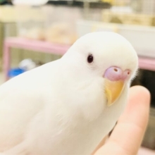 【最新画像更新☆☆】純白天使ちゃん♪♪　セキセイインコ