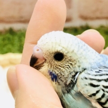 スカイブルーカラーのセキセイちゃんです！！　セキセイインコ