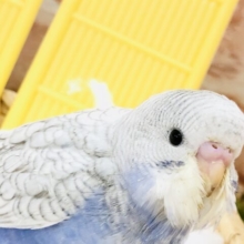 【最新画像更新☆☆】将来はどんなカラーに？？　セキセイインコ