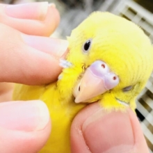 【最新画像更新☆☆】独特な模様が人気！？　セキセイインコ