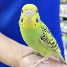 ✨️最新画像✨️手乗りもどんなもんだいっ(*´罒`*)💚セキセイインコ(オパーリングリーン) 2023年10月生まれ