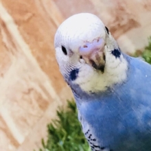 【最新画像更新☆☆】元祖カラーの入舎です♪♪　セキセイインコ