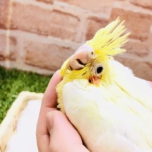 このカラーがノーマルカラー？？　オカメインコ