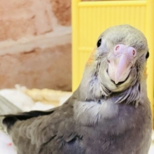 【最新画像更新☆☆】ジャ～ジャ～ご飯はまだですか～？？　オカメインコ