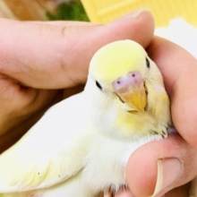 淡い色合いが特徴的カラー　セキセイインコ