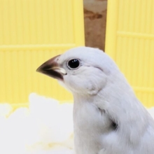 【最新画像更新☆☆】白銀に輝くカラー・・・　シルバー文鳥