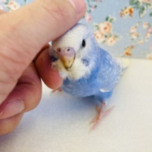 ｶｷｶｷして~❤︎甘々です❤︎手乗りセキセイインコ(バイオレットスパングル)🪶✨