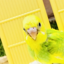 黄色と緑のコントラストが綺麗なカラー　セキセイインコ