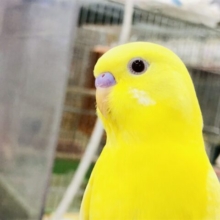 【最新画像更新☆☆】皆様に元気と笑顔をお届♡　セキセイインコ