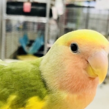 【最新画像更新☆☆】久しぶりにやってきました～！！　小桜インコ