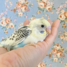 素敵すぎる羽模様🪶✨手乗りセキセイインコ(クリームハルクイン)🌼
