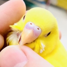 【最新画像更新☆☆】黄色い閃光カラー・・・　セキセイインコ