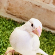 【最新画像更新☆☆】魅惑のレアカラー　シルバーイノ文鳥