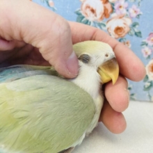 かわいすぎ注意❤︎❤︎手乗りコザクラインコ(シナモン)🪶✨