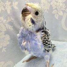 くるくる花びら〜🌼.*羽衣セキセイインコ(オパーリンブルー)2023年12月生まれ