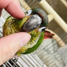 最新画像🌟ベタ慣れです♩❤︎手乗りウロコインコ(ワキコガネ)さん🪶✨