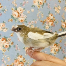 最新画像🌟手のひらちょこん❤︎ˊᵕˋ ⁾⁾ とってもかわいい手乗り十姉妹さんです🌼