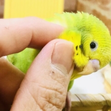【最新画像更新☆☆】オパーリンにパイドの特徴もあるな～　セキセイインコ