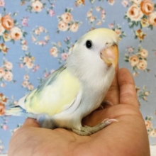 とっても綺麗🫧天使のかわいさ❤︎手乗りコザクラインコ(パイド)さん🕊✨