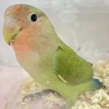✨️最新画像✨️キラキラ瞳にキュン💕 コザクラインコ (ノーマル) 2023年10月生まれ