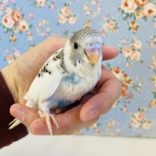最高に愛おしく成長中🫧手乗りセキセイインコ(ブルーパイド)🪶✨