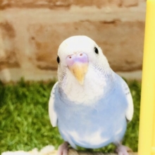 【最新画像更新☆☆】白多め！！　スパングルパイドさん♪　セキセイインコ