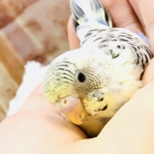 魅惑の４色カラー！？　セキセイインコ