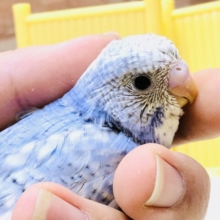 濃い青色が特徴的なスパングルパイドさんです♪　セキセイインコ